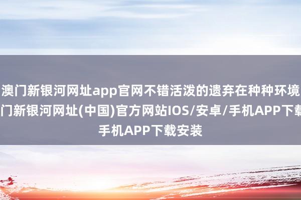 澳门新银河网址app官网不错活泼的遗弃在种种环境中-澳门新银河网址(中国)官方网站IOS/安卓/手机APP下载安装